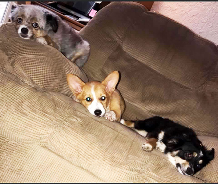 Laying on the sofa, Signal reporter Cassidy Newberrys dogs enjoy the holidays.