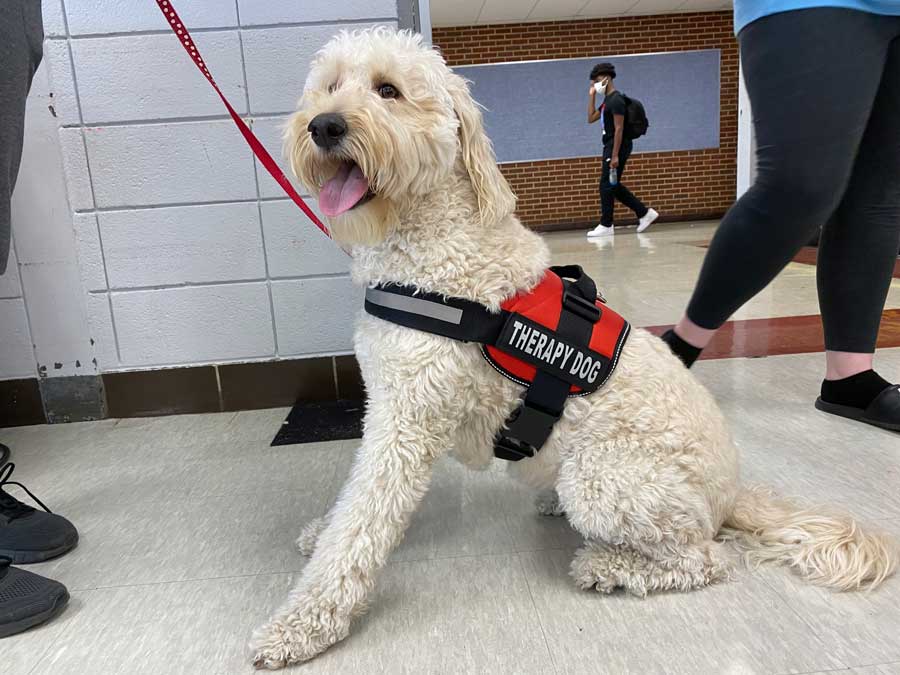 CALMING PRESENCE. Being attentive, Chewie, a labradoodle mix, watches students walk by during passing time. Chewie was trained to be an emotional support dog  to aid Ms. Deanna Rymer in her social work at the school.