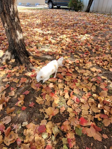 WALLERING. Lincoln the dog navigates the fall scenery.